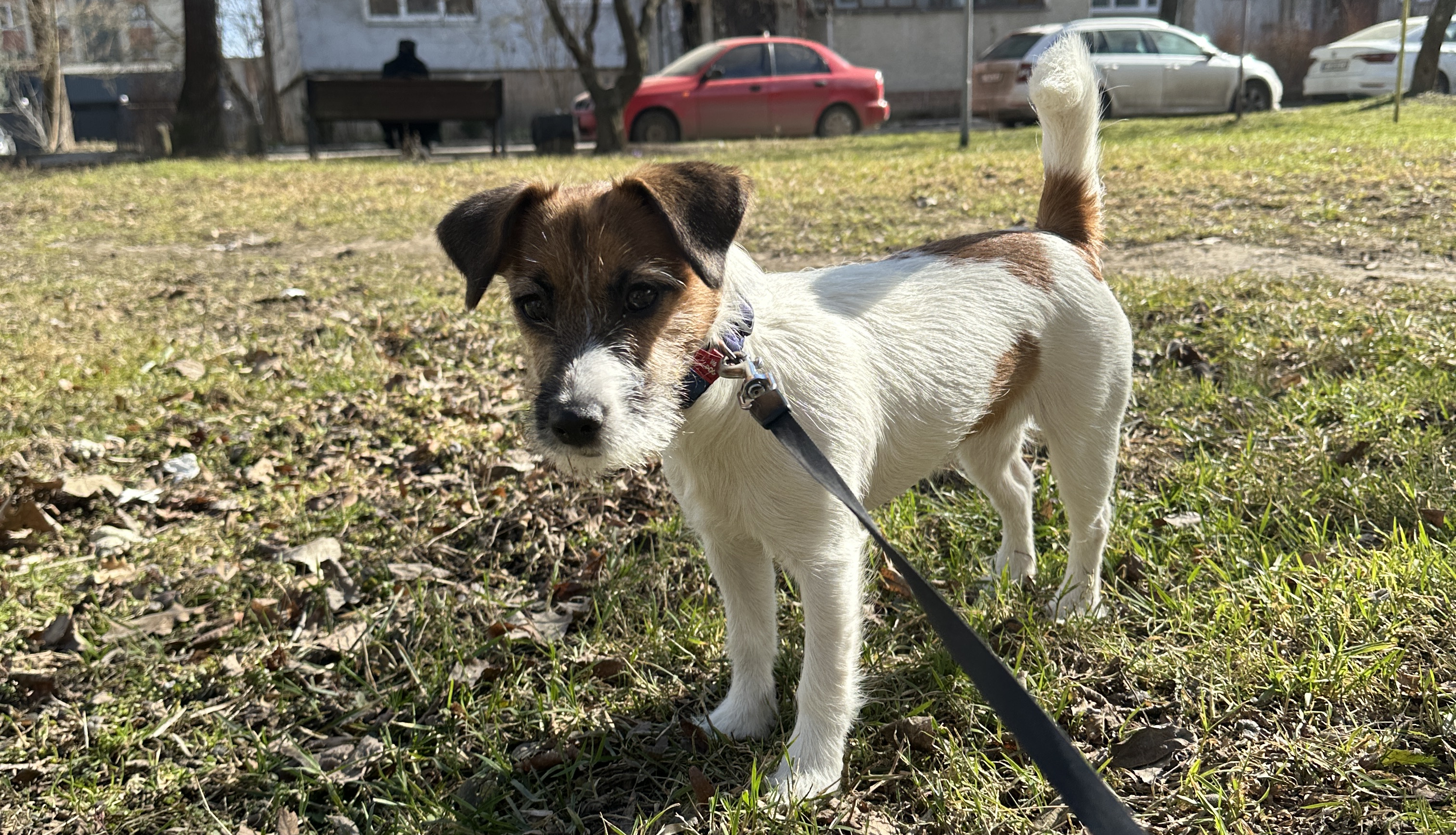Цуценя джек-рассел-тер'єра на повідку стоїть на сонячній галявині біля будинку