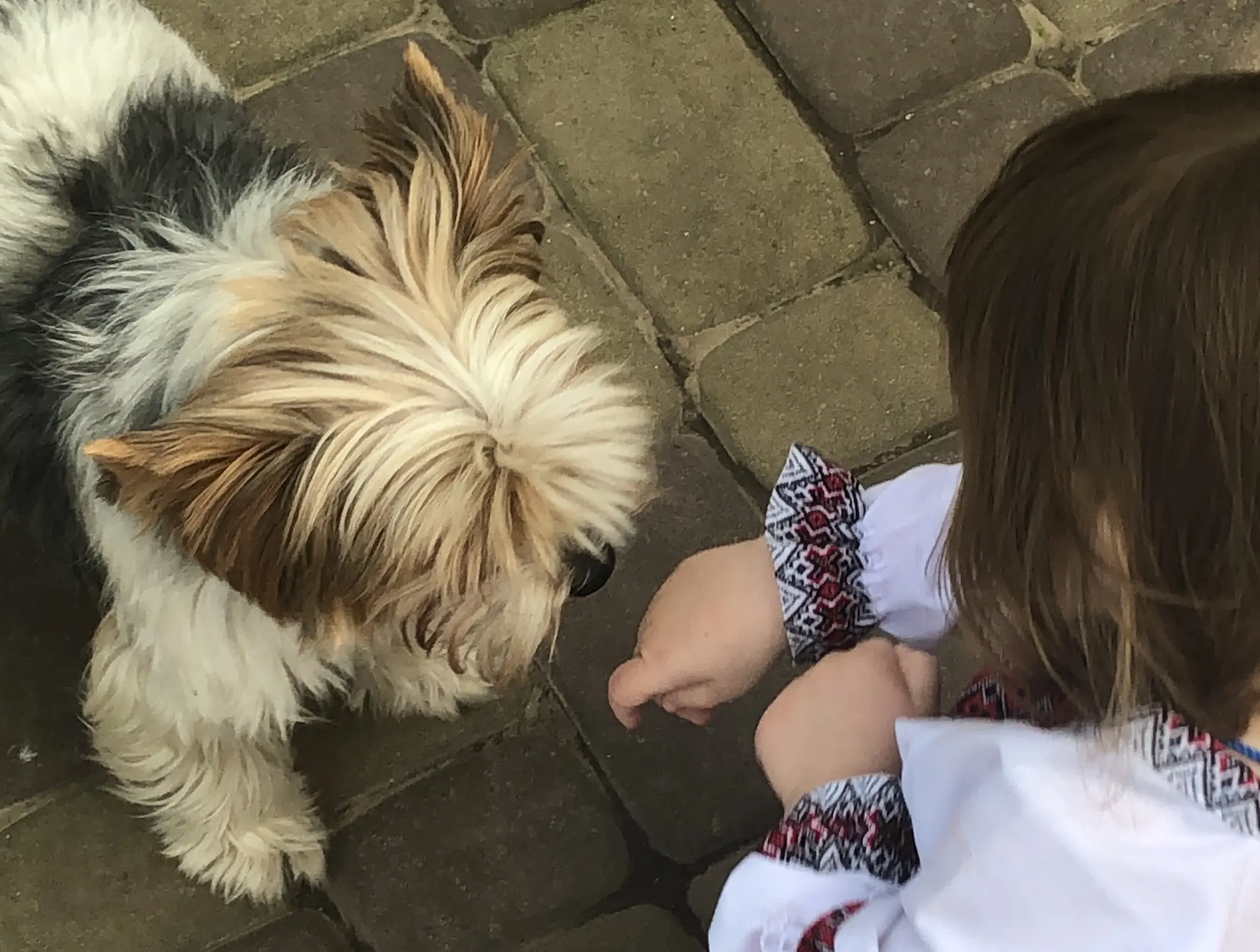 Вигляд зверху: маленька дівчинка у вишитій сорочці простягає руку до довгошерстого йоркширського тер'єра на фоні тротуарної плитки